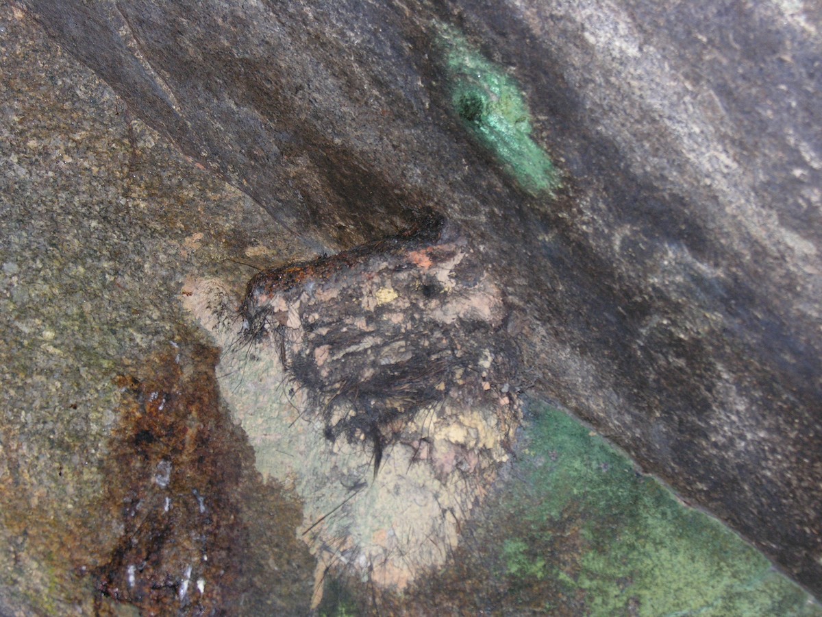 Гвианский скальный петушок - ML612689629
