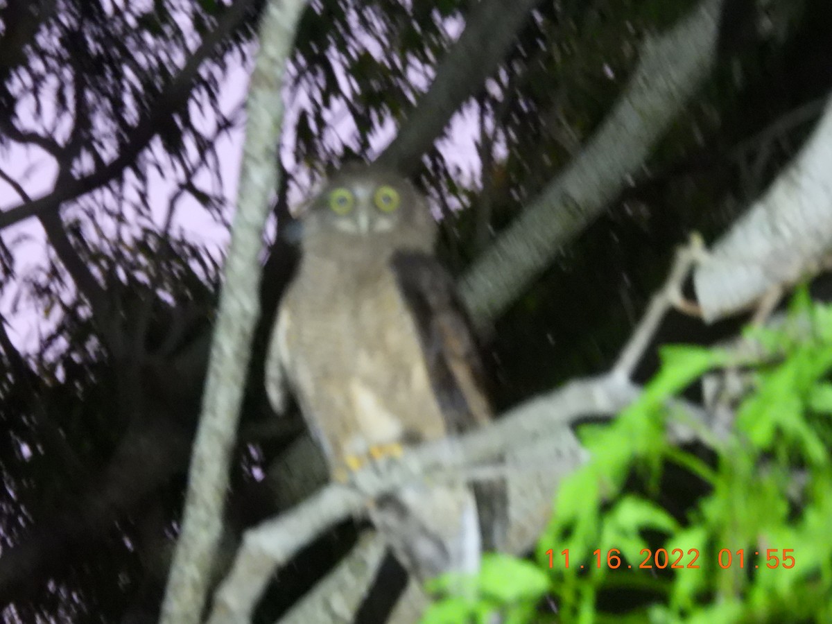 Rufous Owl - Sally Hill