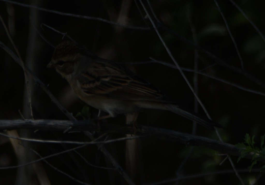 Chipping Sparrow - ML612690170