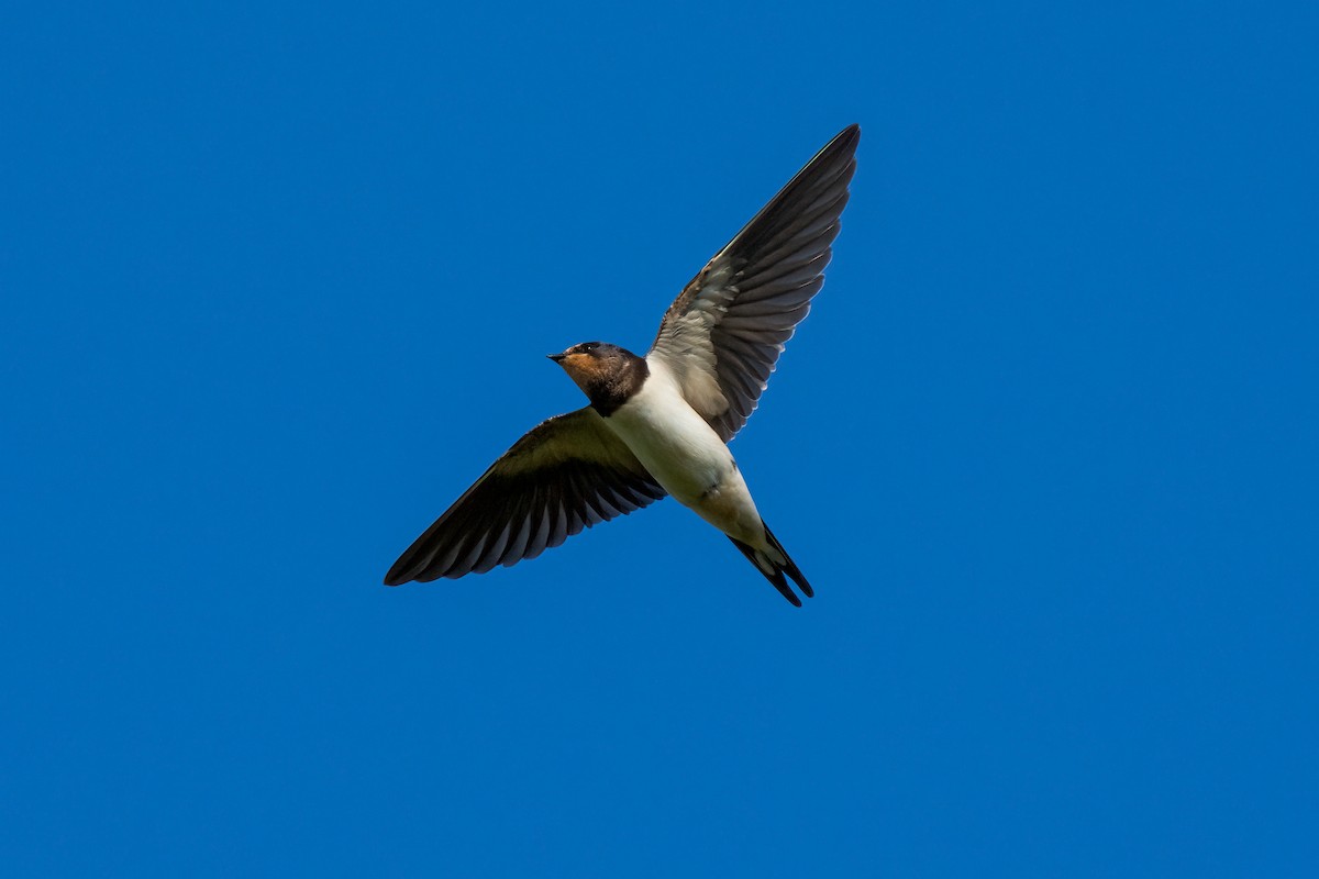 Barn Swallow - ML612690639