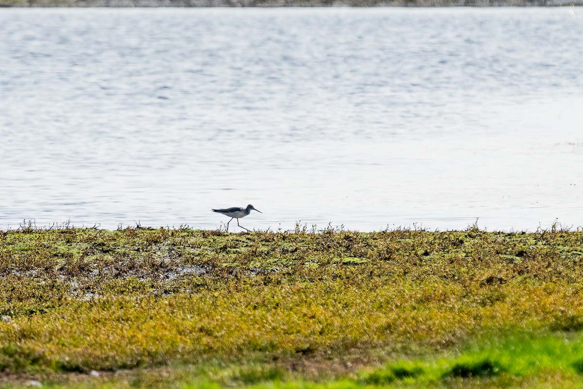 Spotted Redshank - ML612690699