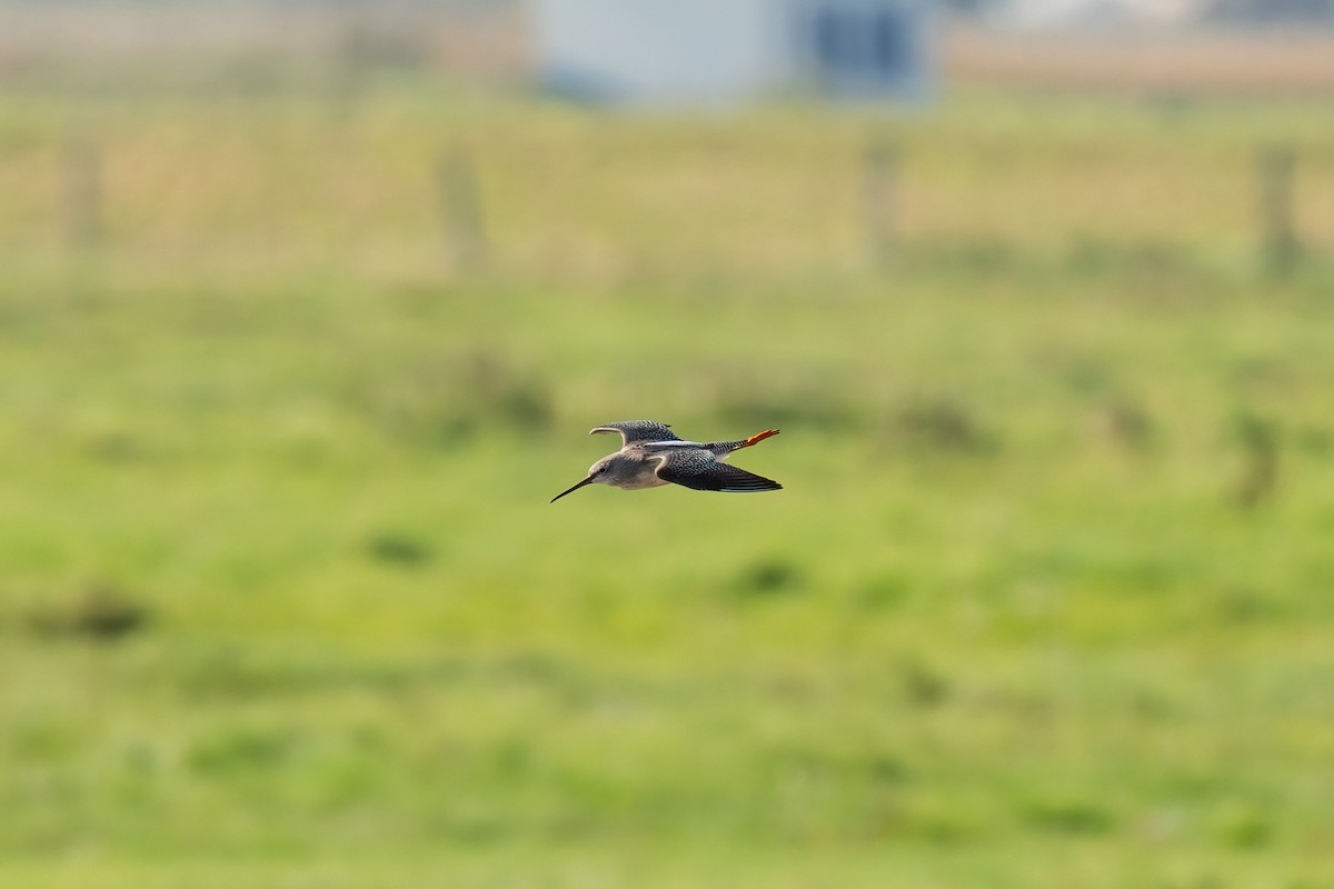 Spotted Redshank - ML612690736