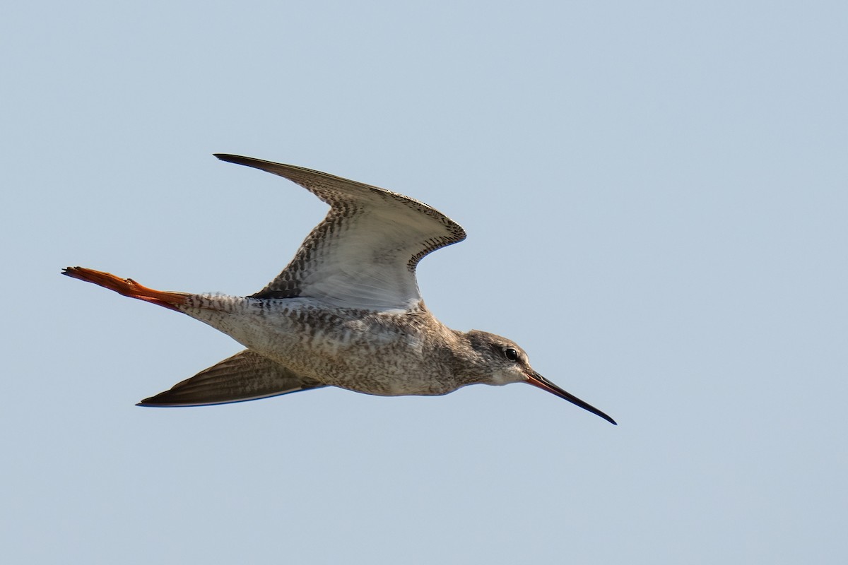 Spotted Redshank - ML612690741