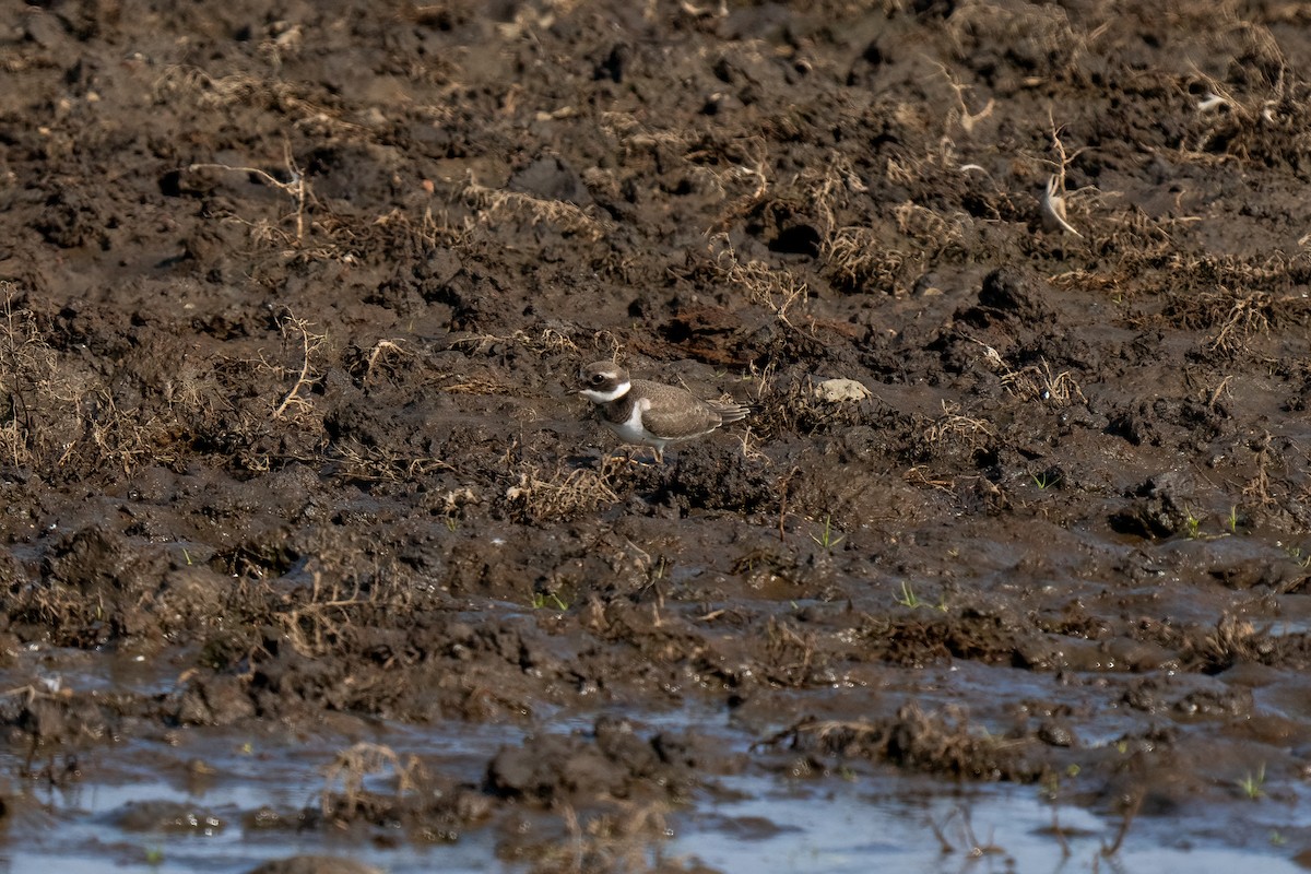 Common Ringed Plover - ML612690830