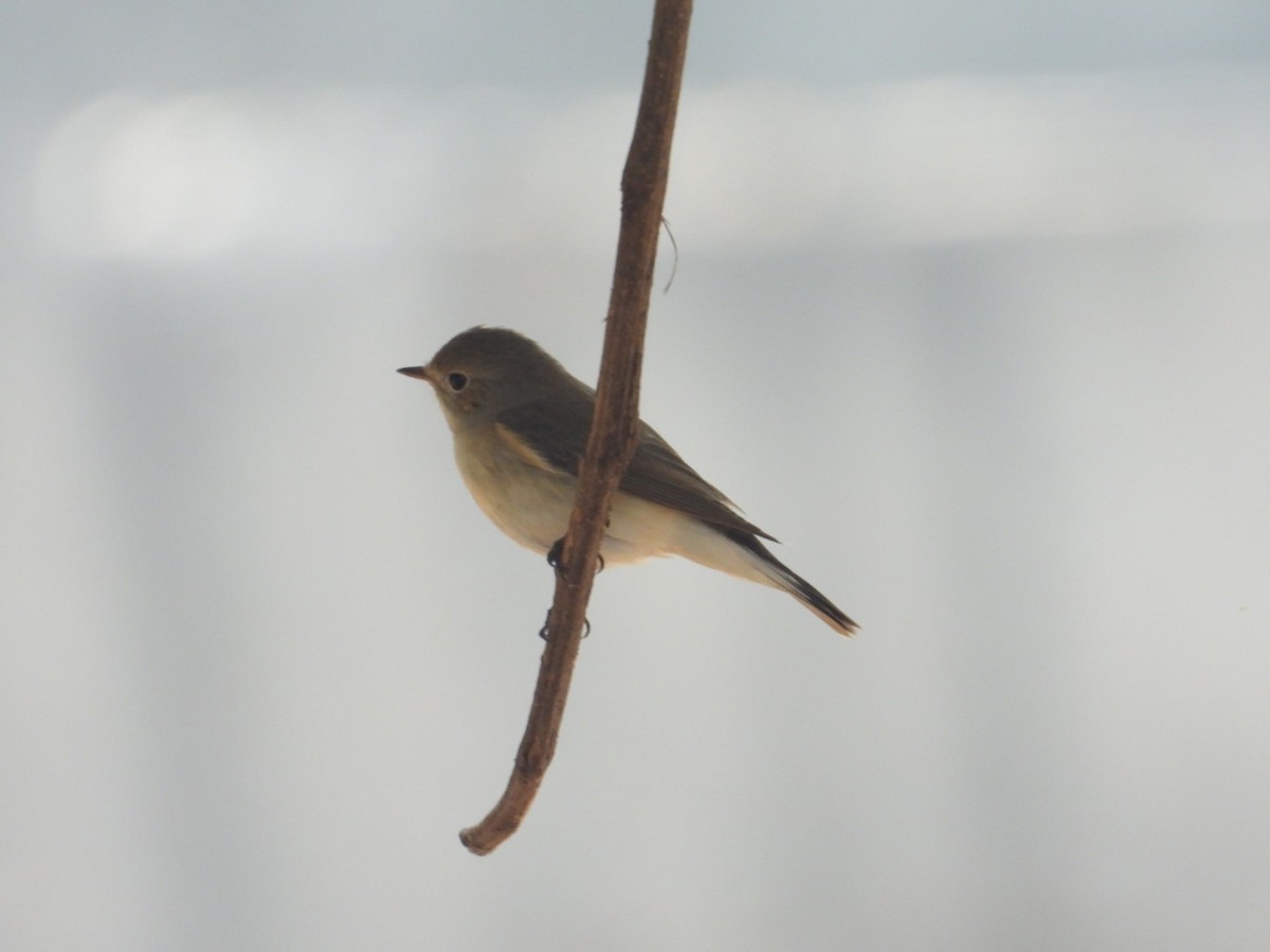 Red-breasted Flycatcher - ML612691068