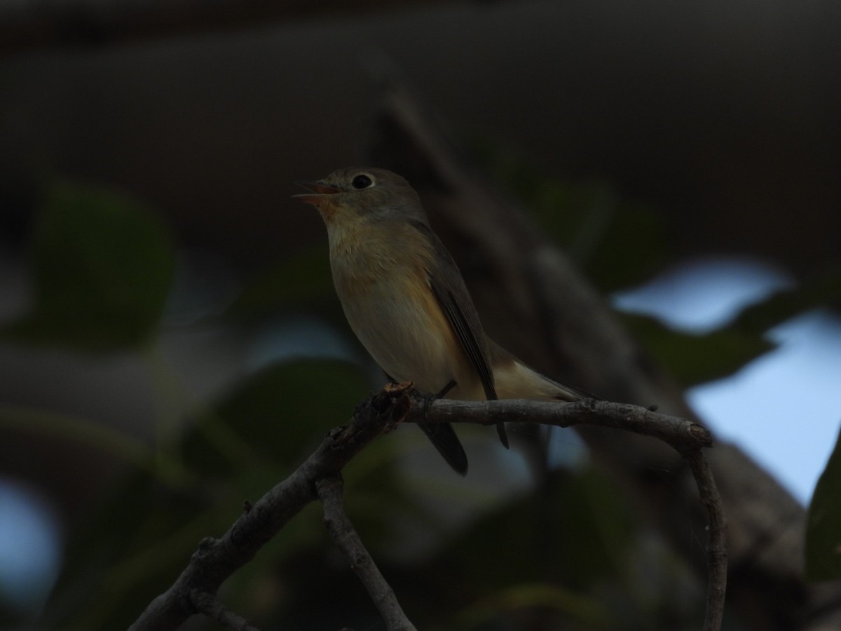 Red-breasted Flycatcher - ML612691071