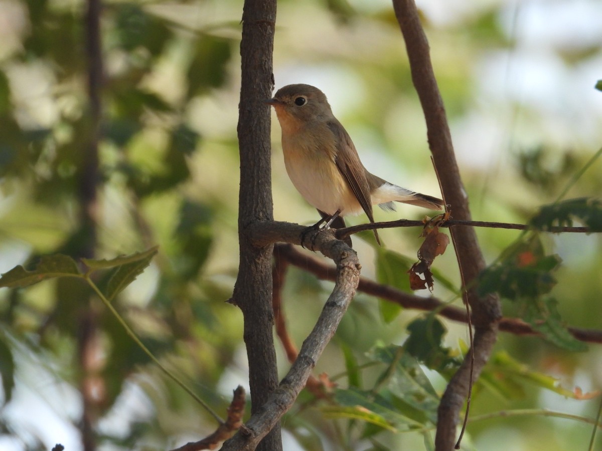 Red-breasted Flycatcher - ML612691074
