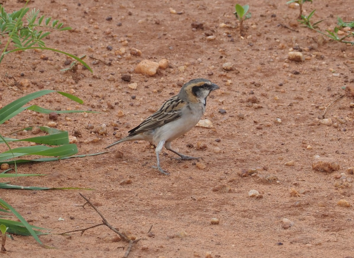 Shelley's Rufous Sparrow - ML612691257