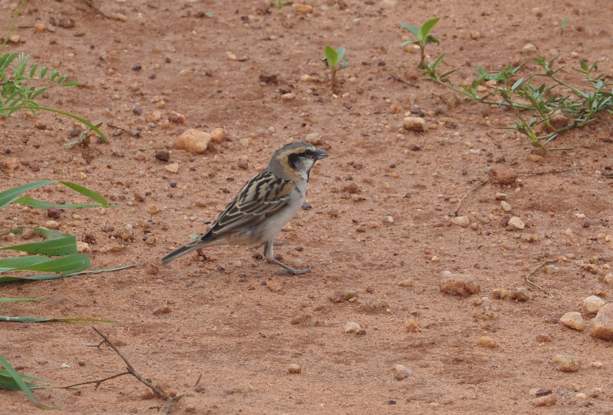 Shelley's Rufous Sparrow - ML612691265
