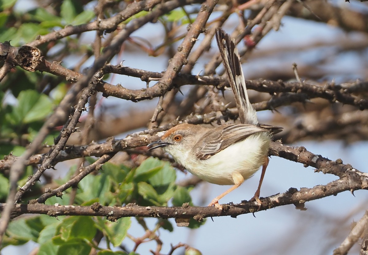 Red-fronted Prinia (Red-fronted) - ML612691584