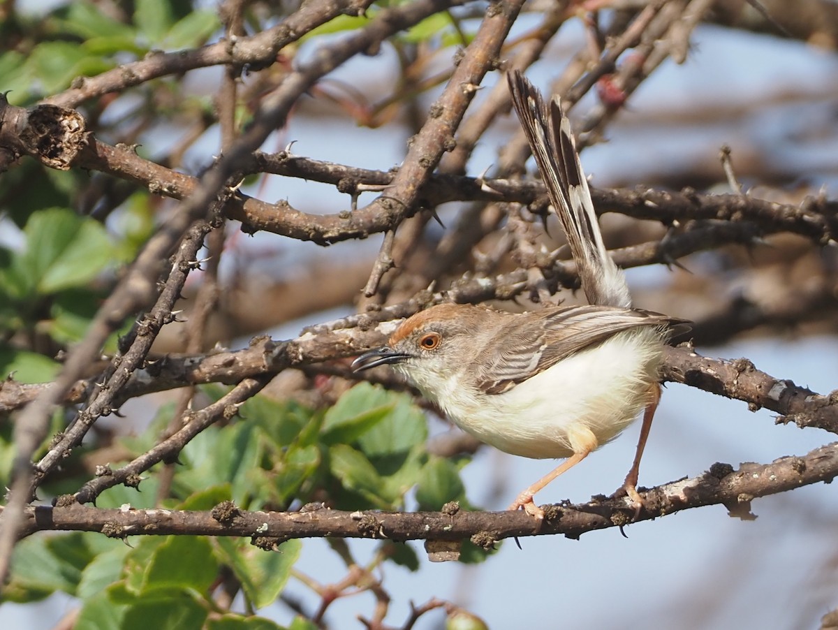 Red-fronted Prinia (Red-fronted) - ML612691592