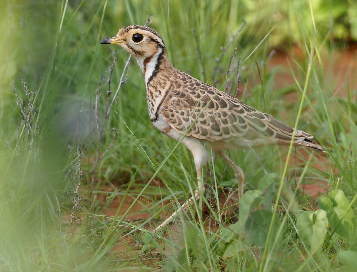 Three-banded Courser - ML612691643