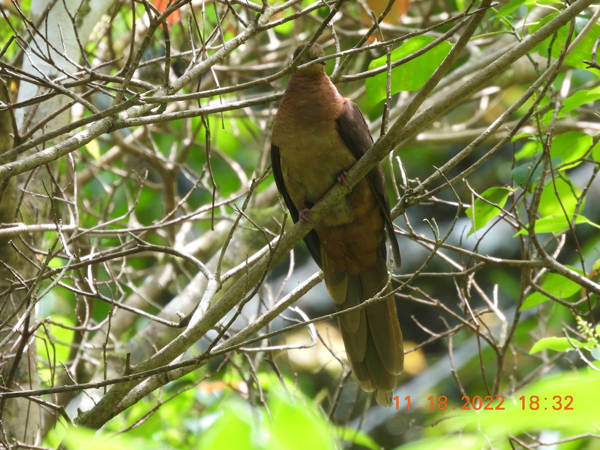 Brown Cuckoo-Dove - ML612691664