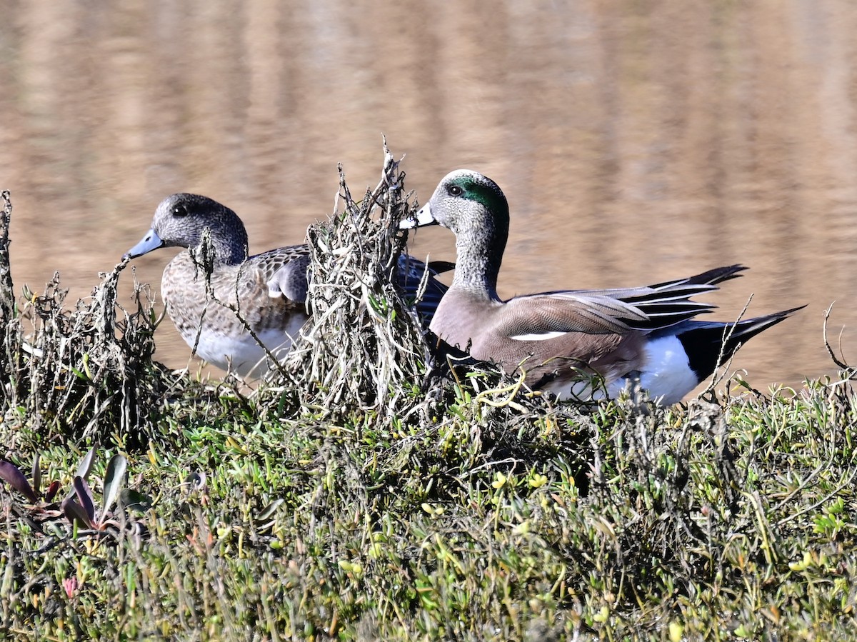 Ebird Checklist Dec Famosa Slough Species