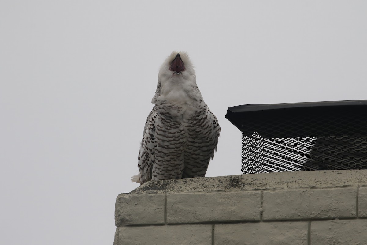 Snowy Owl - ML612691690