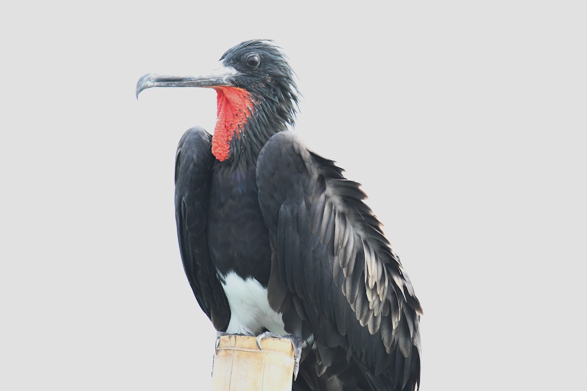 Christmas Island Frigatebird - ML612691883