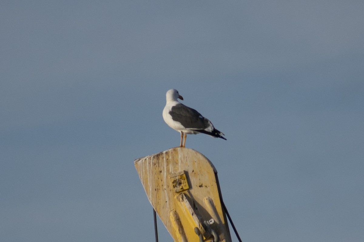 Yellow-footed Gull - ML612692504