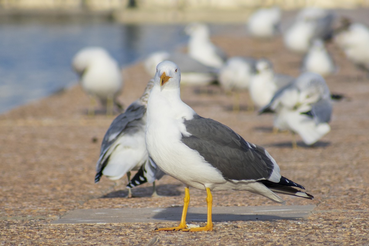 Yellow-footed Gull - ML612692506