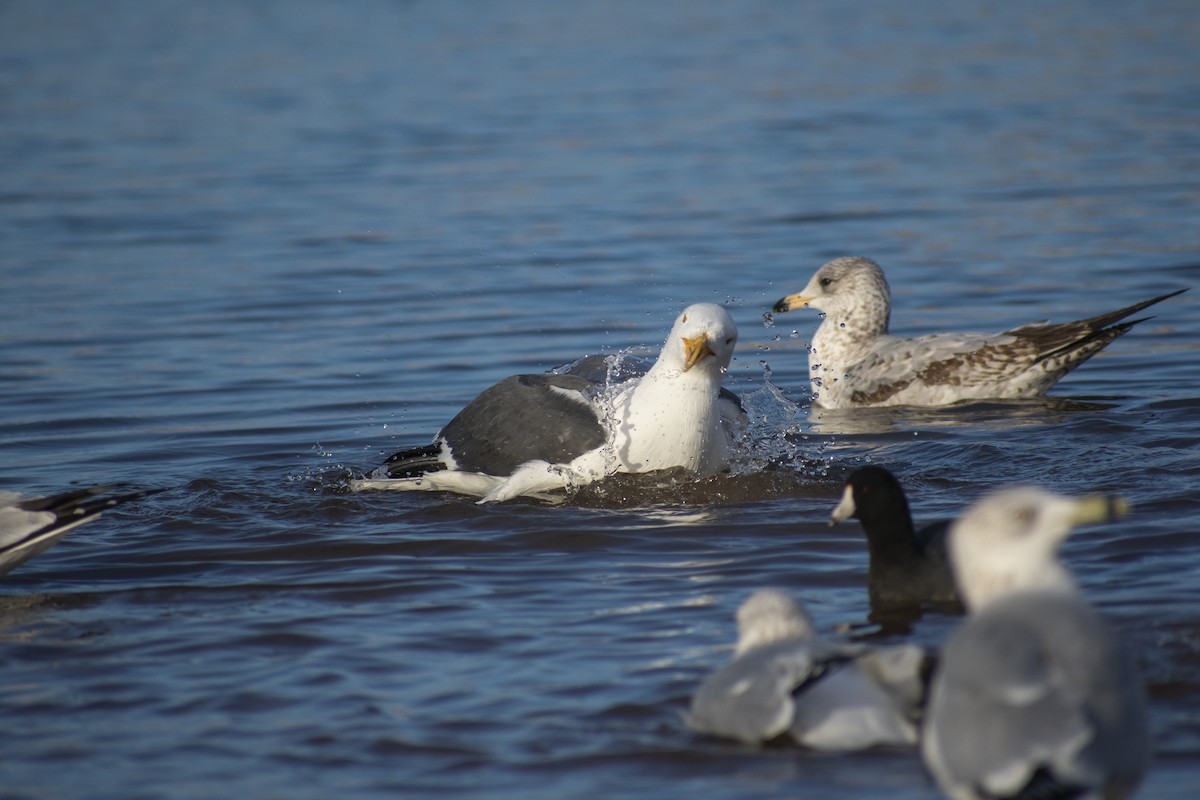 Yellow-footed Gull - ML612692508
