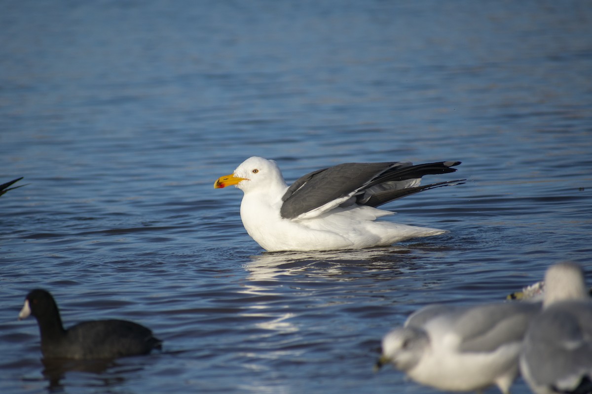 Yellow-footed Gull - ML612692509