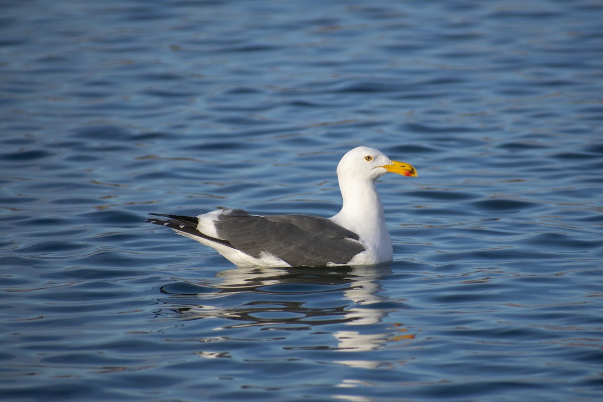 Yellow-footed Gull - Anonymous
