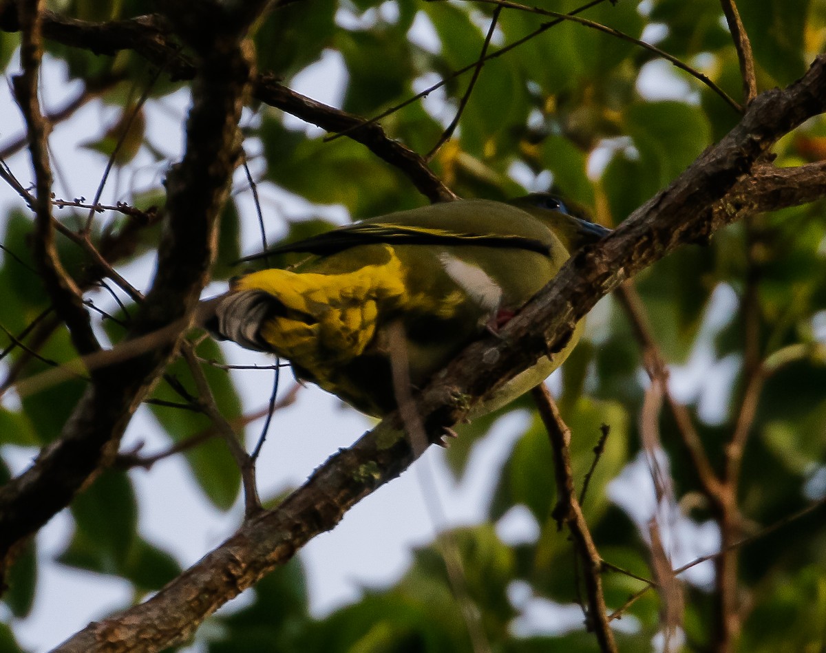 Yellow-vented Green-Pigeon - ML612692717