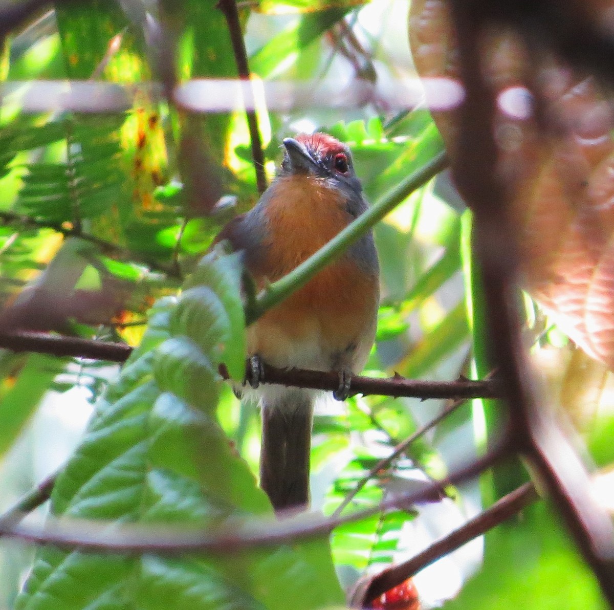 Rufous-capped Nunlet - ML612692880