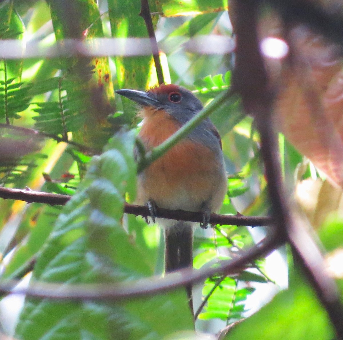 Rufous-capped Nunlet - ML612692881