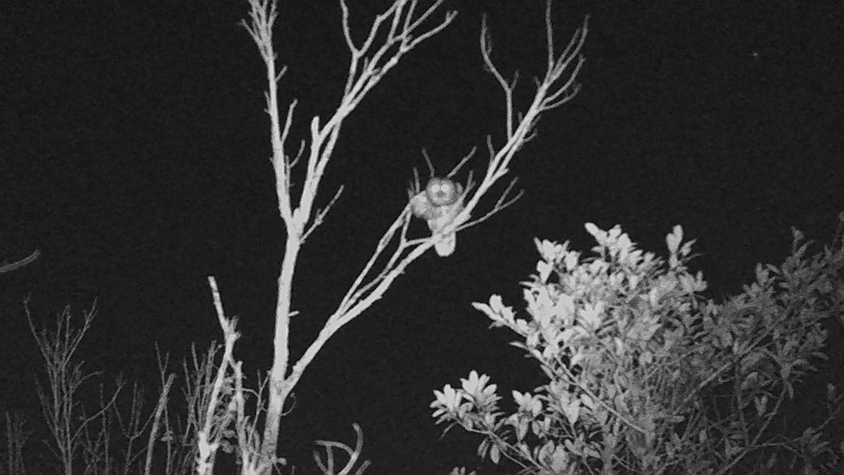 Barred Owl - ML612693097