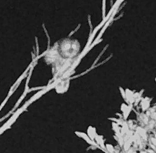 Barred Owl - ML612693107