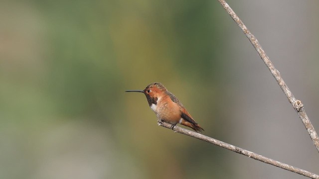 Allen's Hummingbird - ML612693294