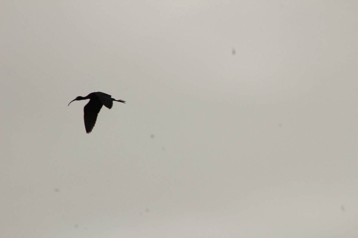 ibis americký - ML612693381