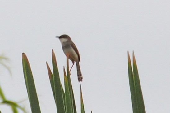 Gray-breasted Prinia - Joost Foppes