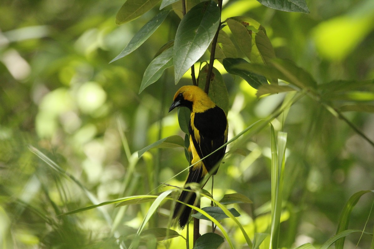 Yellow-tailed Oriole - ML612693730