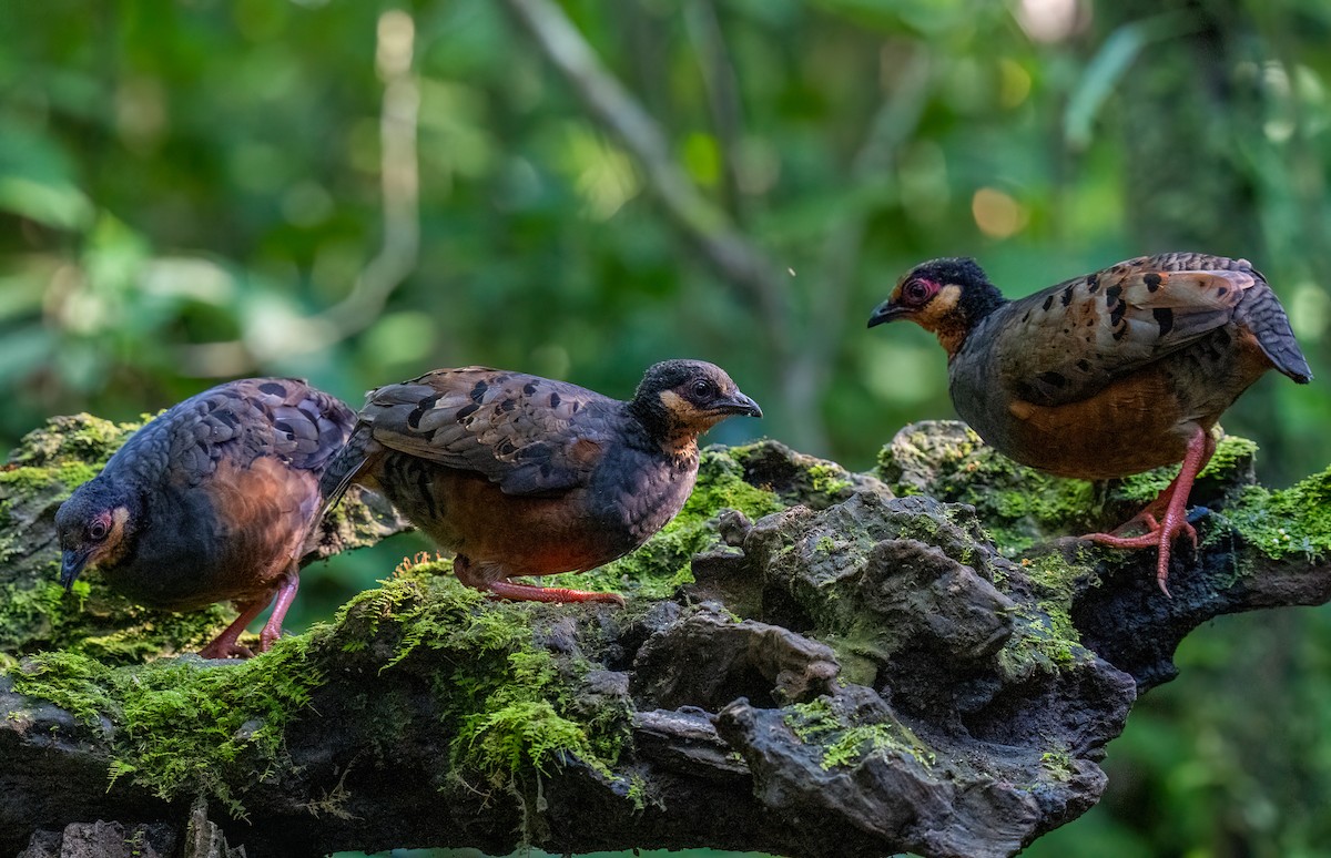 Chestnut-bellied Partridge - Chung Cheong  Wong