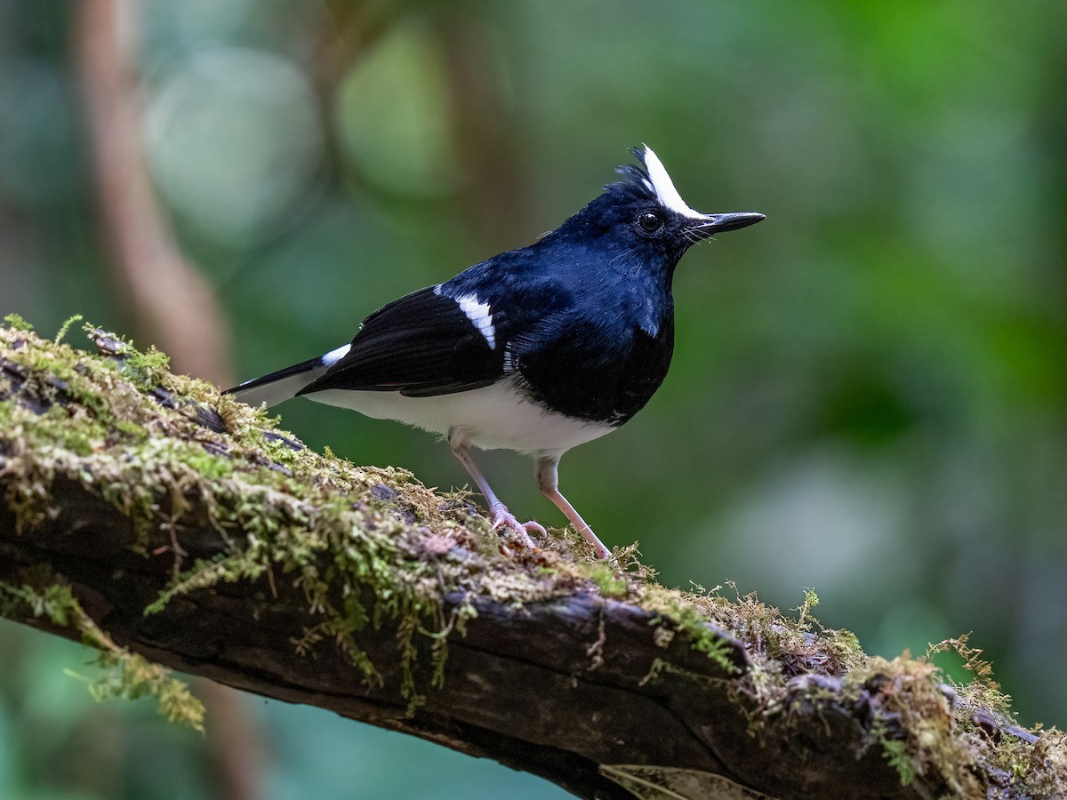 White-crowned Forktail - ML612694157
