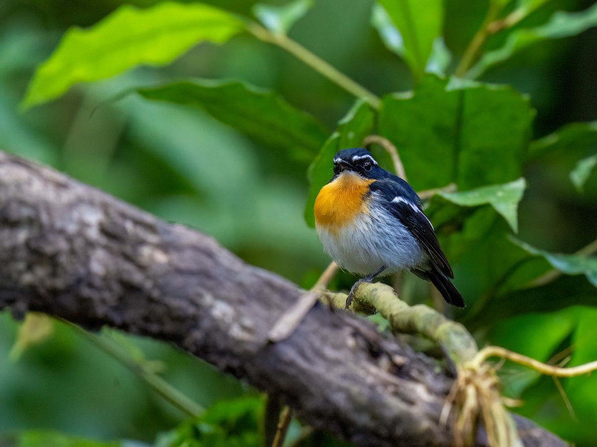 Rufous-chested Flycatcher - ML612694160