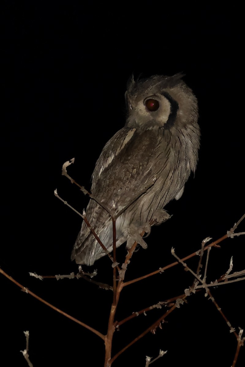 Southern White-faced Owl - ML612694361