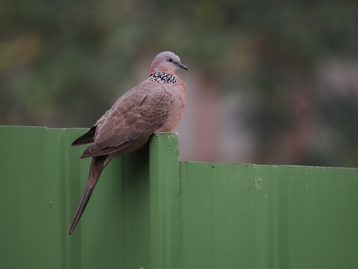 Spotted Dove - ML612694572