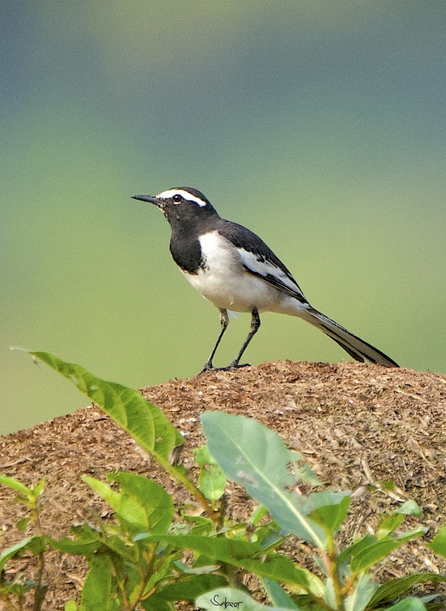 White-browed Wagtail - ML612694715