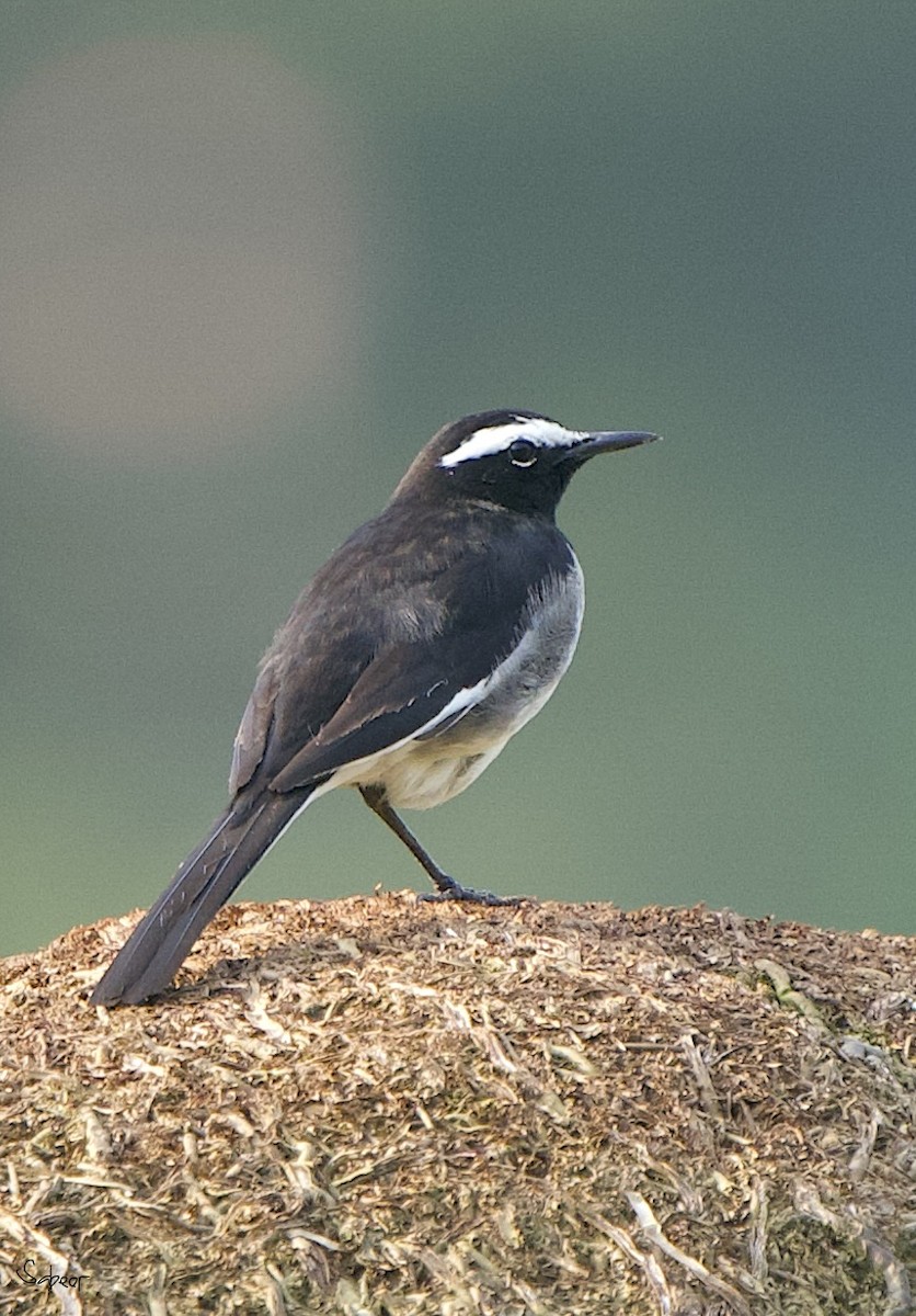 White-browed Wagtail - ML612694716
