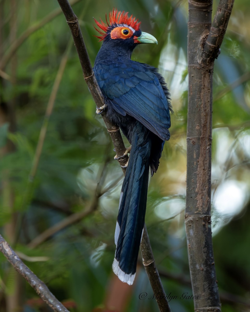 Red-crested Malkoha - ML612694977