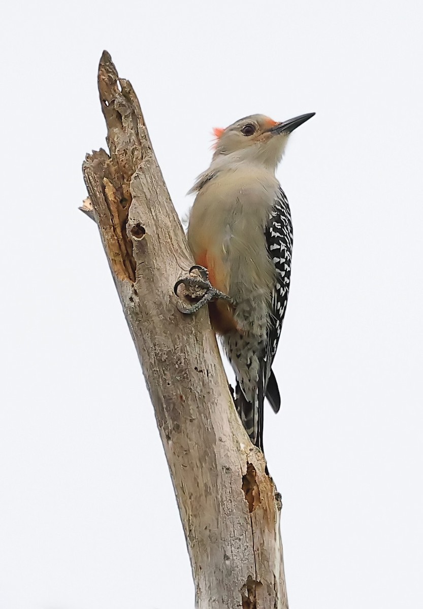 Red-bellied Woodpecker - ML612695014