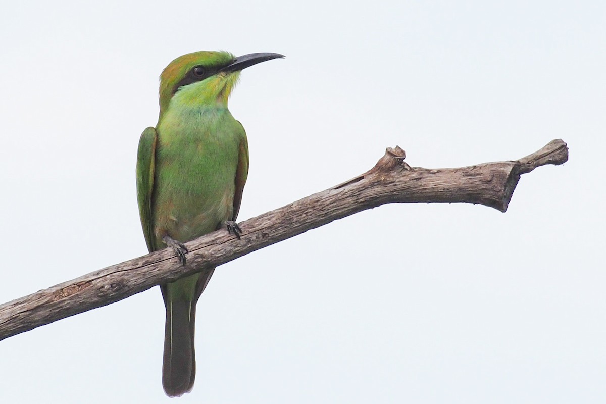 Asian Green Bee-eater - Joost Foppes