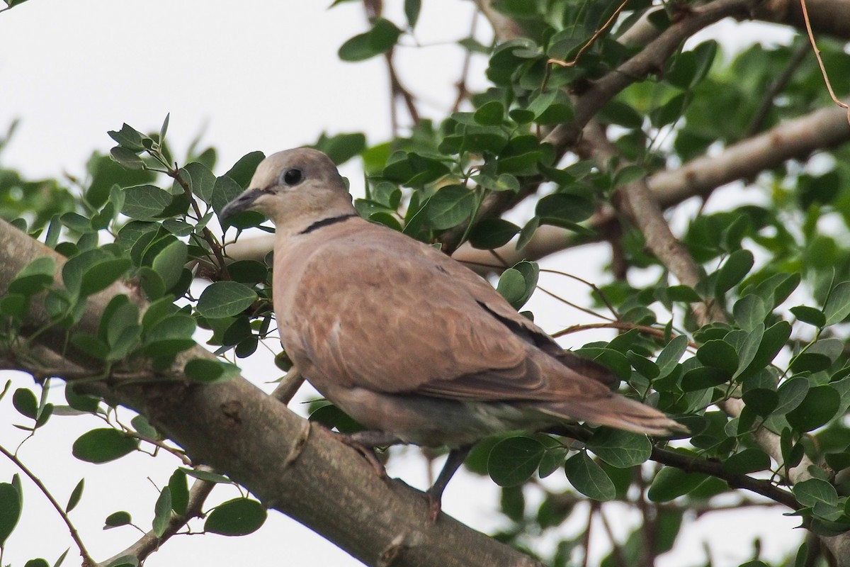 Red Collared-Dove - Joost Foppes