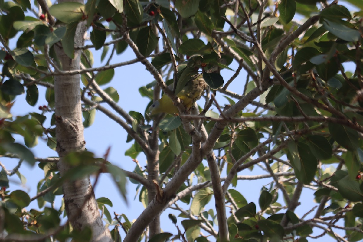 Yellow-footed Green-Pigeon - ML612696040