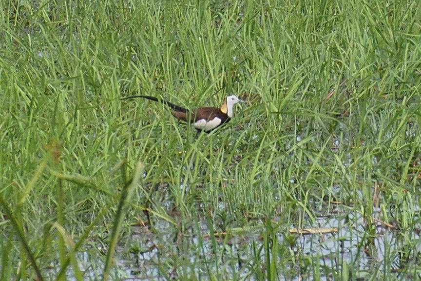 Pheasant-tailed Jacana - ML61269661