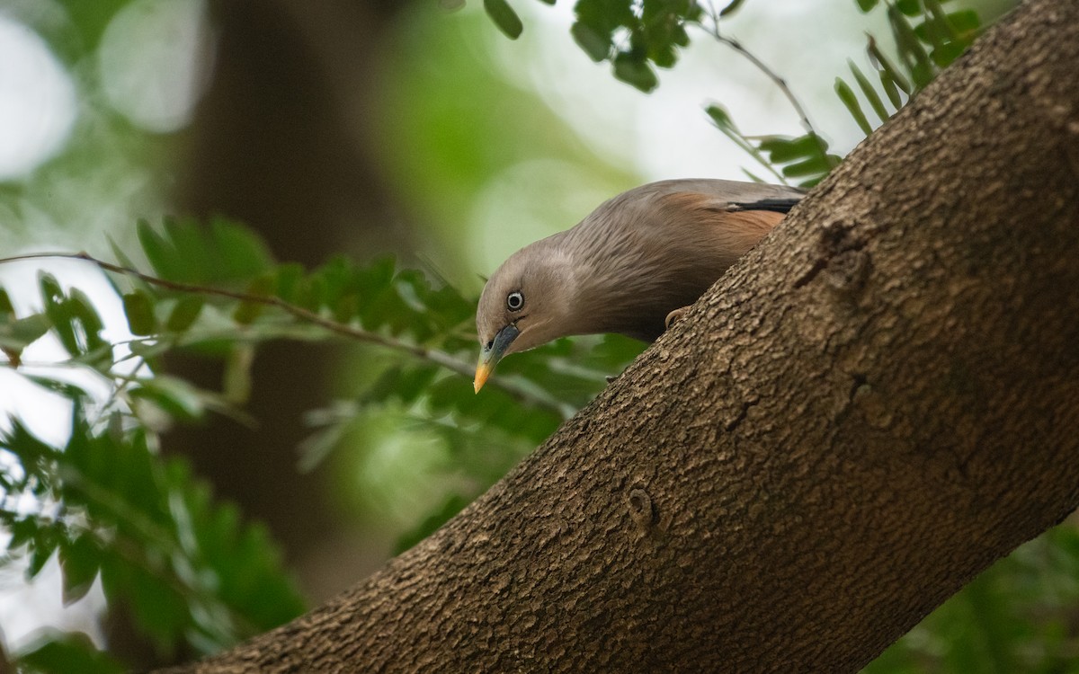 Chestnut-tailed Starling - ML612696932