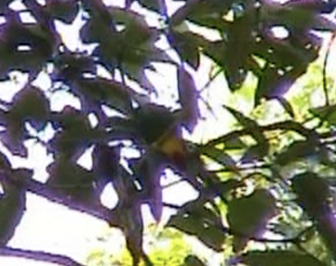 Black-naped Fruit-Dove - ML612697007