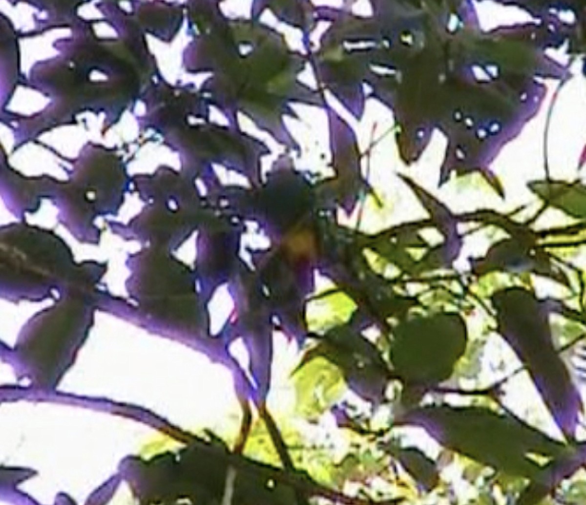 Black-naped Fruit-Dove - ML612697008